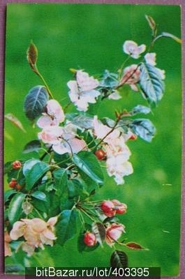 Цветущая ветка яблони 1974
