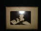 Старинное фото на паспарту:МЛАДЕНЕЦ,1927г.,Ленинград - вид 5