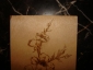 Старинная открытка МАКИ, дерево (шпон),выжигание - вид 4