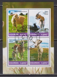 Уганда 2014 Козы