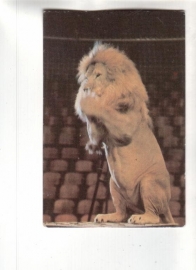 Календарик 1989 Цирк лев кошка