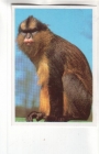 Календарик 1990 Фауна обезьяна