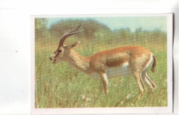 Календарик 1990 Фауна антилопа