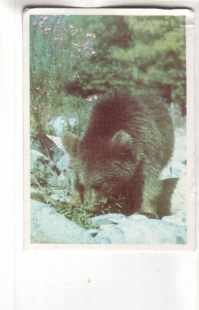 Календарик 1990 Фауна медведь