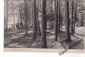 НАЧАЛО ХХвека Франция (14) Ландшафты лес
