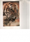 Календарик 1984 Цирк кошки тигр