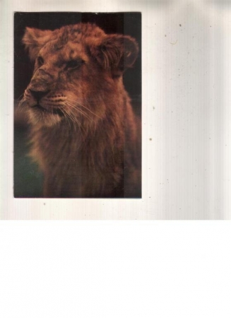 Календарик 1984 Цирк кошки лев