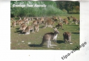 Австралия Фауна кенгуру