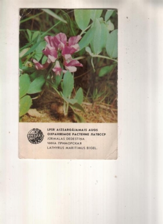 Календарик 1984 Цветы