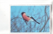 Календарик 1990 Фауна птицы снегирь