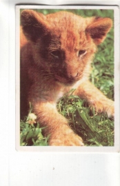 Календарик 1990 Фауна лев кошка
