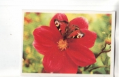 Календарик 1990 Цветы бабочка
