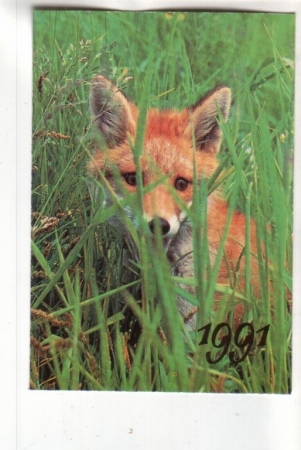 Календарик 1991 Фауна лиса