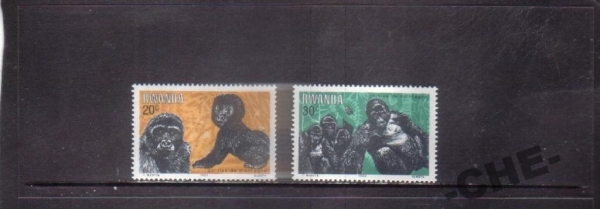 Руанда Фауна обезьяны