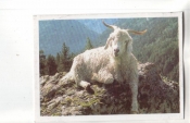 Календарик 1990 Фауна козел