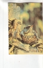 Календарик 1990 Фауна птицы