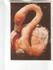 Календарик 1992 Фауна птицы фламинго