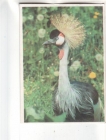 Календарик 1992 Фауна птицы