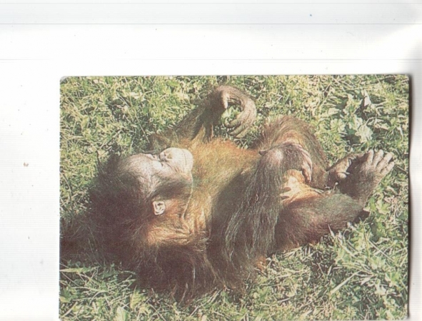 Календарик 1992 Фауна обезьяны