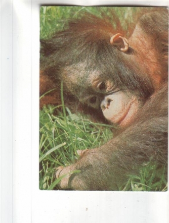 Календарик 1992 Фауна обезьяны