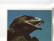 Календарик 1992 Фауна птицы