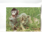 Календарик 1992 Фауна обезьяны кошки