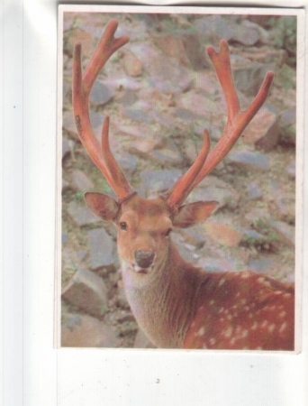 Календарик 1992 Фауна олень