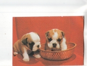 Календарик 1994 Собаки
