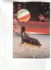 Календарик 1989 Цирк тюлень