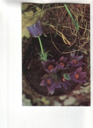 Календарик 1989 Цветы
