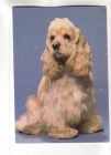 Календарик 1990 Собака