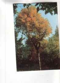 Календарик 1989 Ландшафты деревья