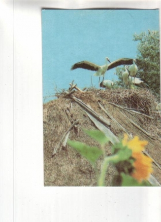 Календарик 1989 Фауна птицы