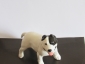 Собака Стаффордширский бультерьер,авторская керамика,Вербилки - вид 2