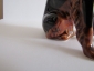 Собака Китайская хохлатая ,авторская керамика,Вербилки - вид 2