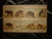 Старинная открытка. МЕДВЕДИ, серия ЗООЛОГИЧЕСКИЙ АТЛАС,млекопитающие животные,таблица №7 тиснение