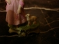 Старин.фарфор.миниатюра ДЕВОЧКА с игрушкой-овцой на колесах,h-6.5см,бисквит, Гарднер,Россия,1860-е - вид 5