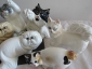 Коты разные,авторская керамика,Вербилки,на выбор - вид 2