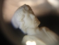 Старин.миниатюра ИТАЛЬЯНЕЦ с МАНДОЛИНОЙ,фарфор, по модели ШПИСА,ИФЗ,1869г формовщик Тычагин - вид 8