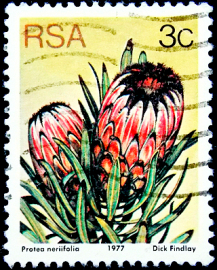 ЮАР 1977 год . Oleanderleaf protea (Protea neriifolia) .