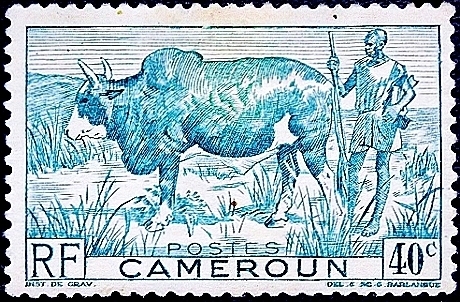Камерун 1946 год . Зебу , пастух .