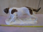 Фарфоровая статуэтка собаки Сеттер Карл Енс Германия - вид 3