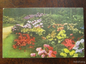 Почтовая карточка Открытка Германия 1926 Цветы