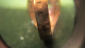 Золотой перстень 583 пробы с Александритом общий вес 5.48 гр р-р. 20 - вид 5