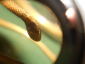 КЛЕОПАТРА:Старинный витой браслет ЗМЕЙКА с глазками и аметистовой короной золоченая бронза,1840е гг.  - вид 1