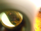КЛЕОПАТРА:Старинный витой браслет ЗМЕЙКА с глазками и аметистовой короной золоченая бронза,1840е гг.  - вид 2