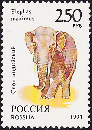 Россия 1993 год . Фауна мира . Слон индийский . 