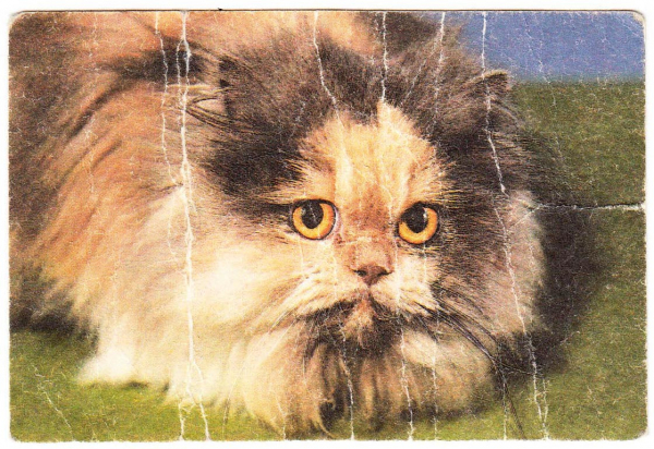 Календарик на 1993 год Кошка
