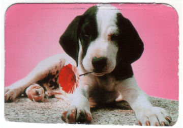 Календарик на 2001 год Собака