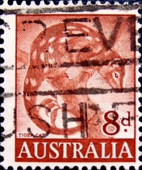 Австралия 1960 год . Пятнистый Куолл (Dasyurus maculatus) . (1)